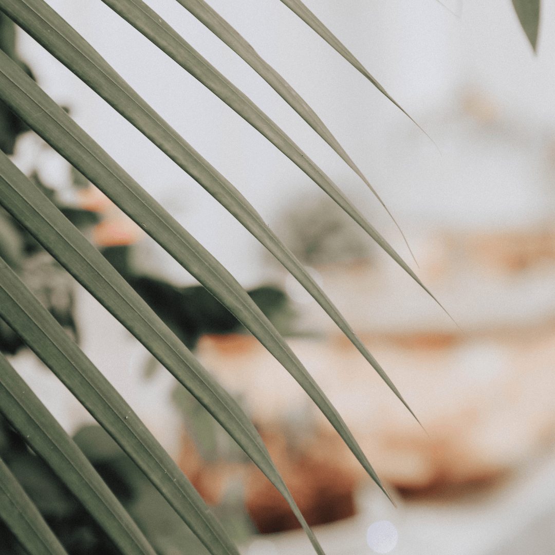 A close up of a palm tree leaf with a blurry background.
