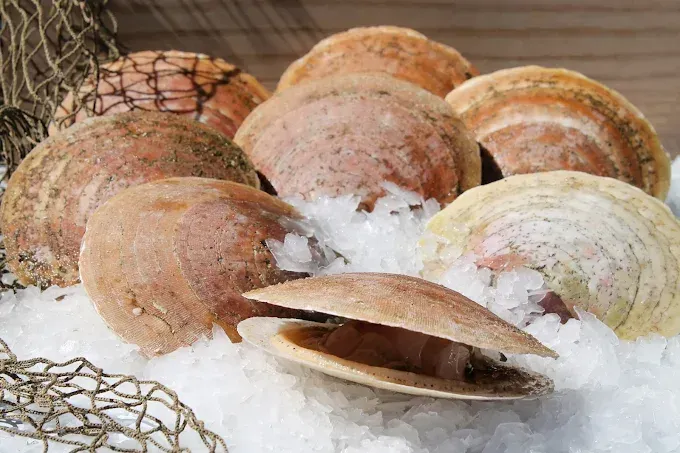 Several whole and opened scallops