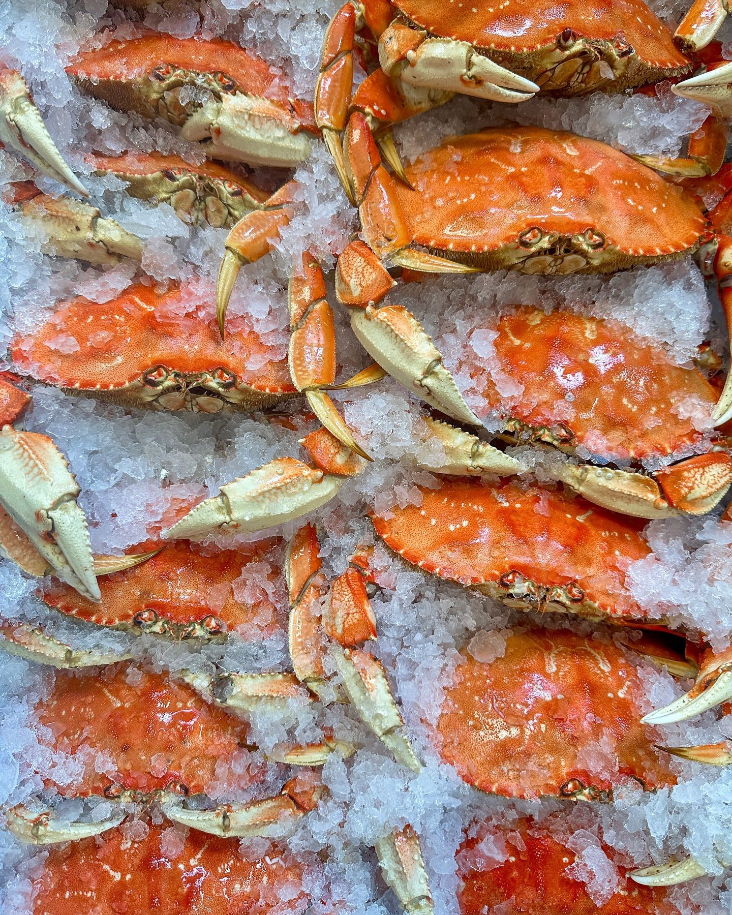 crabs