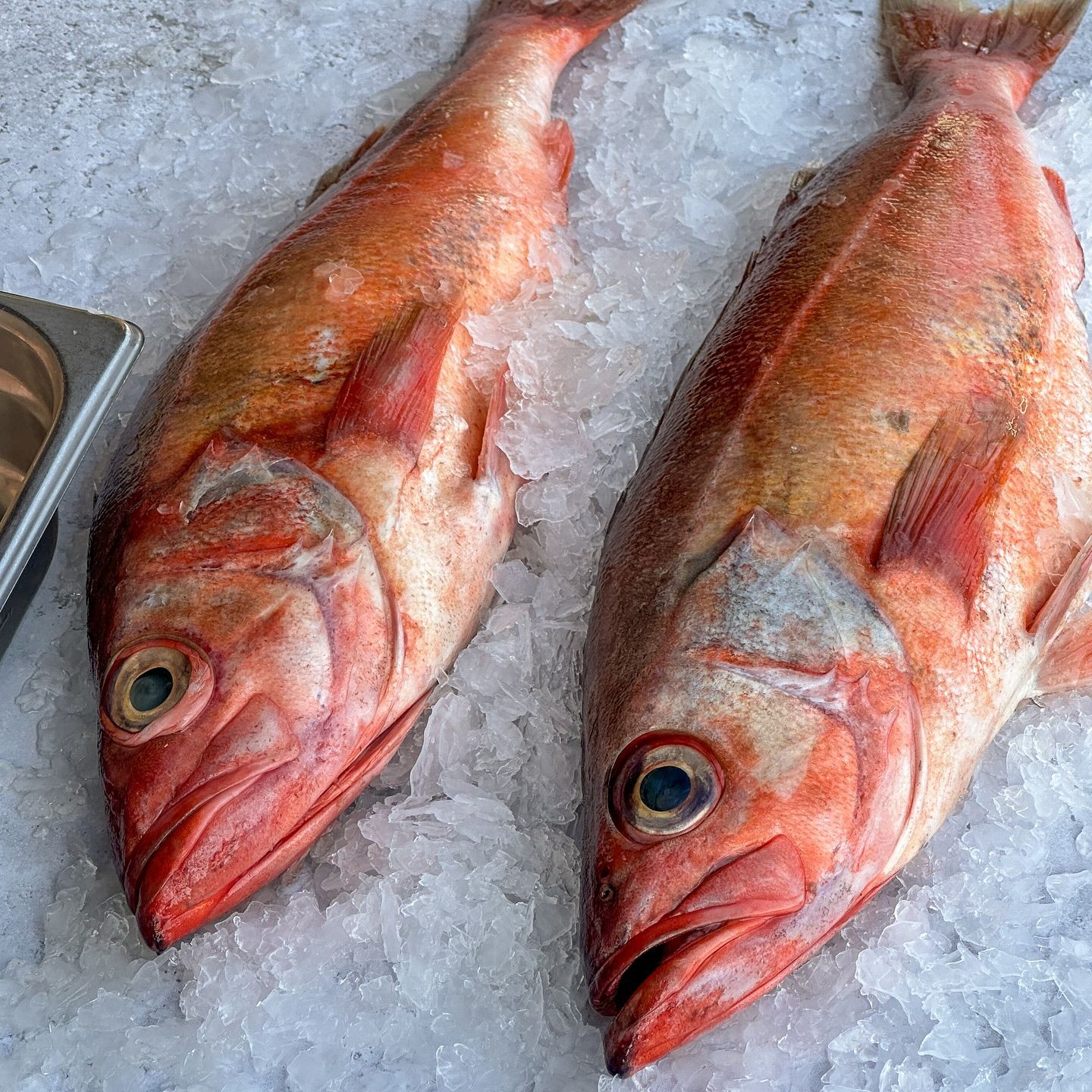 Two whole red fish lying side by side on a bed of crushed ice.