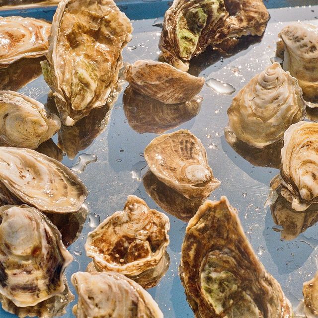 oysters