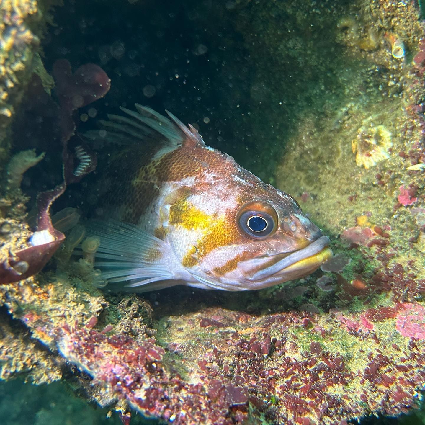 gopher rockfish sustainability