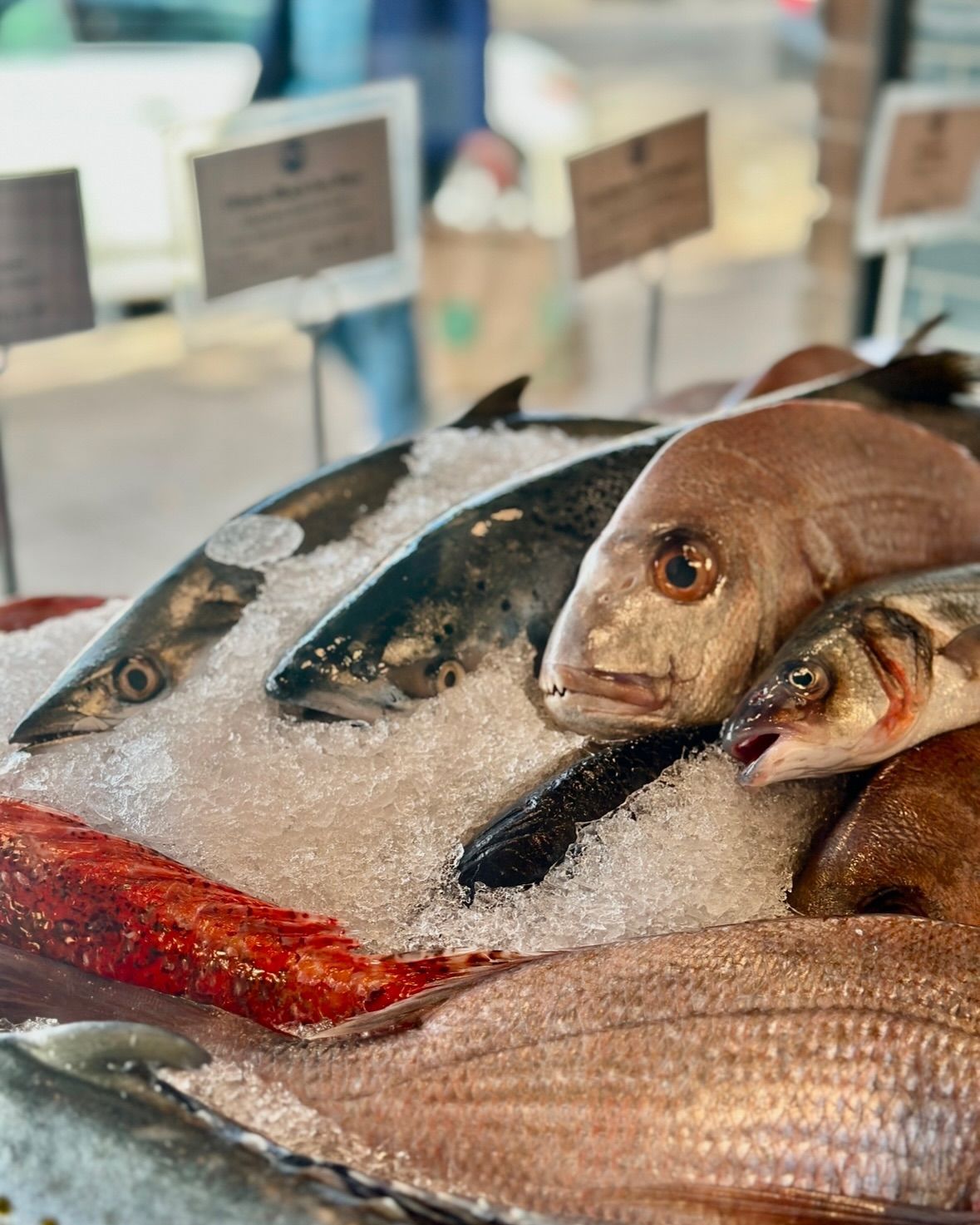 Fresh fish 