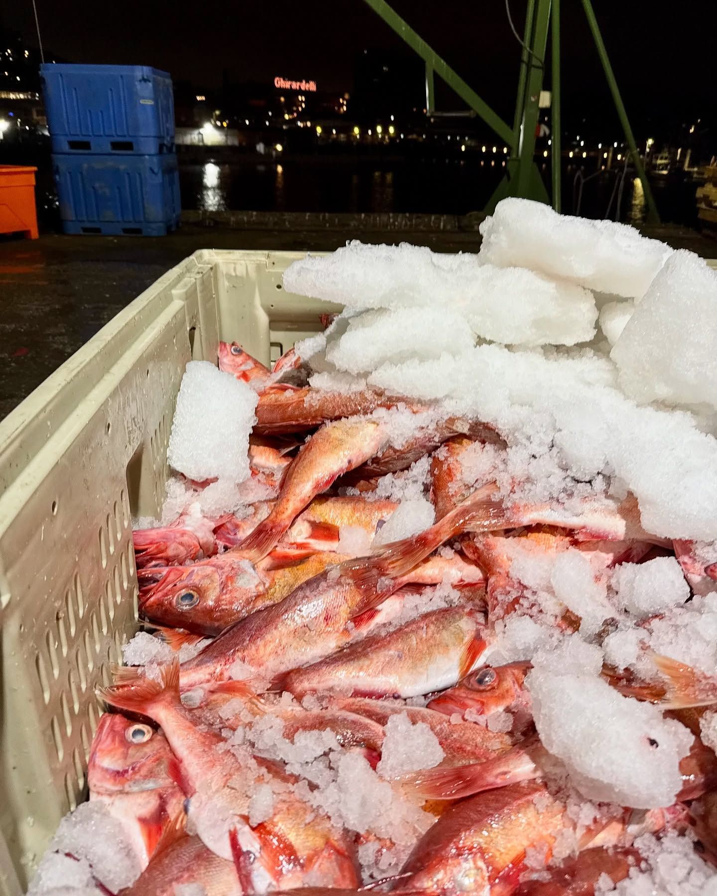 sustainable chilipepper rockfish