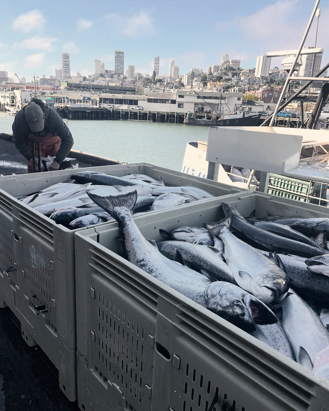 monterey fish