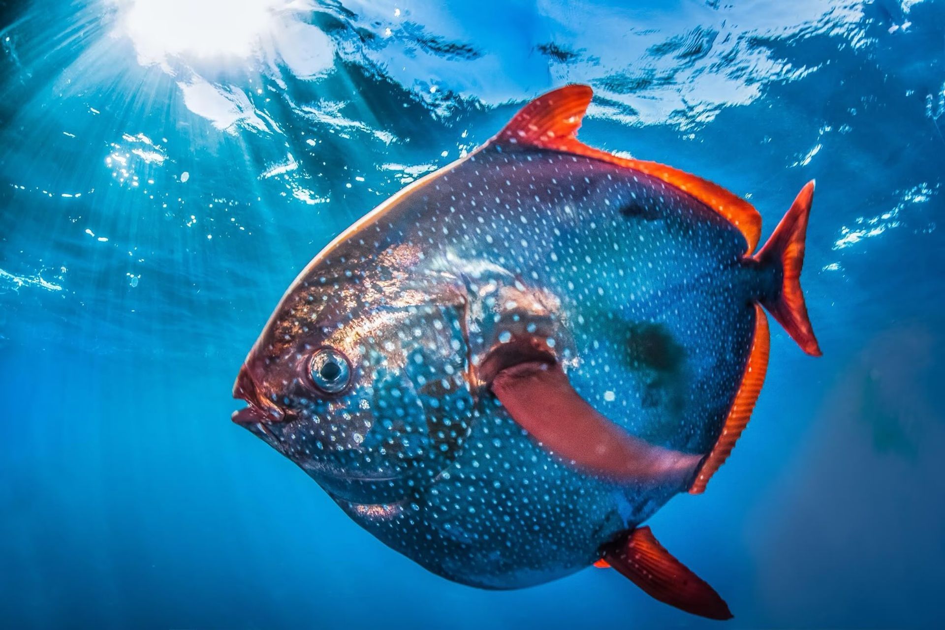 moonfish