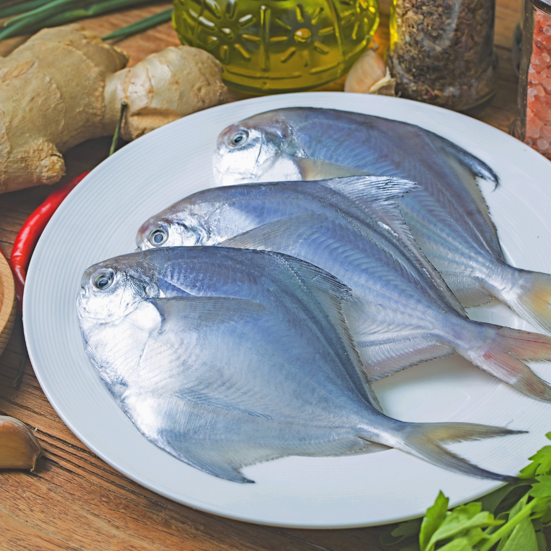 butterfish sustainability