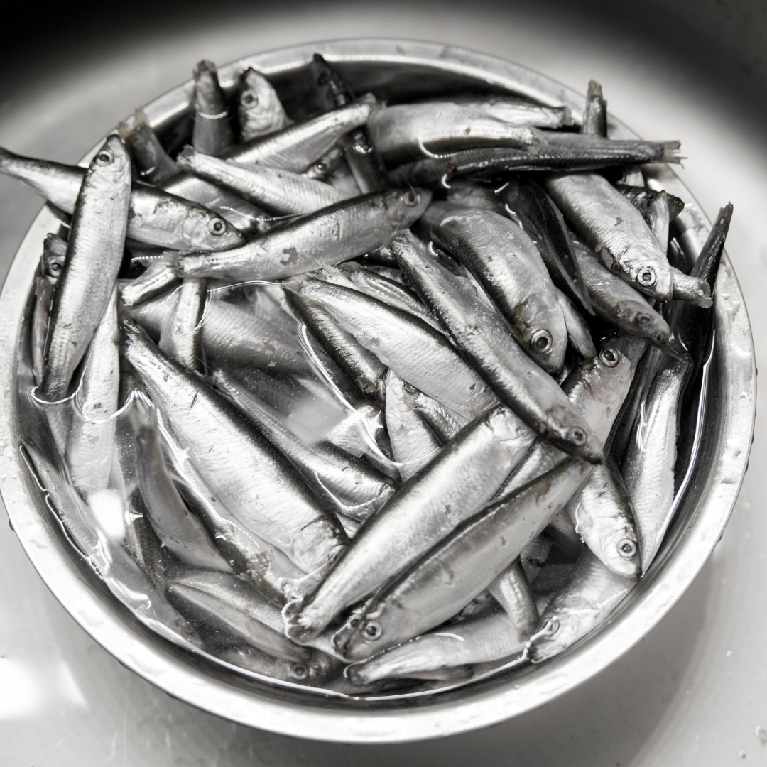 anchovy sustainablity