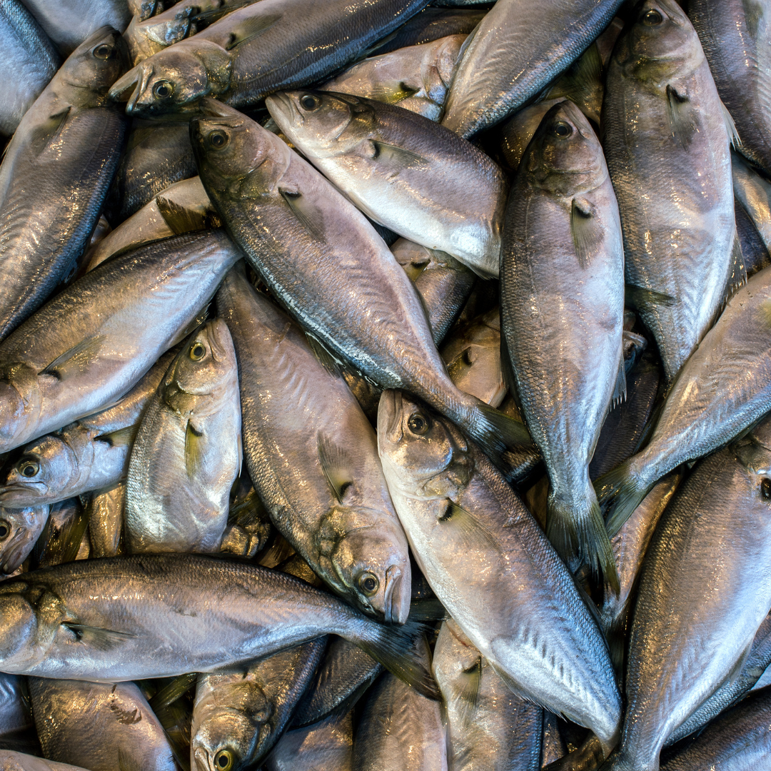 bluefish sustainability