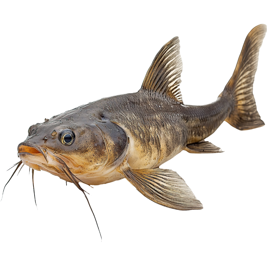 channel catfish sustainability