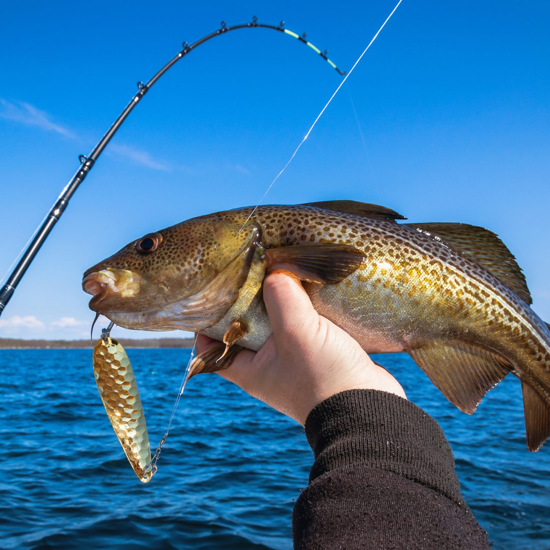 cod sustainability
