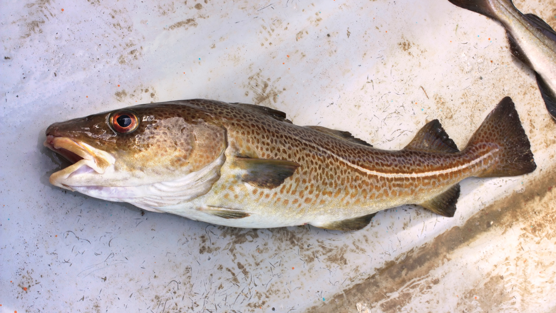 sustainable atlantic cod