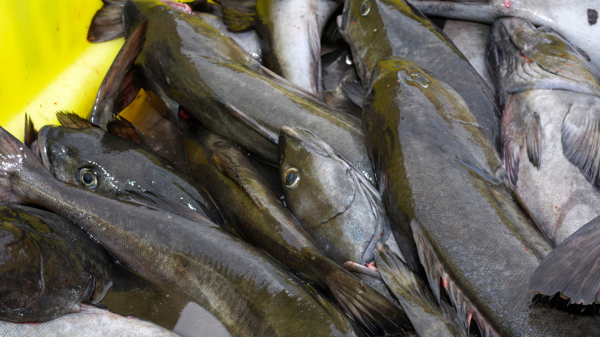 black cod