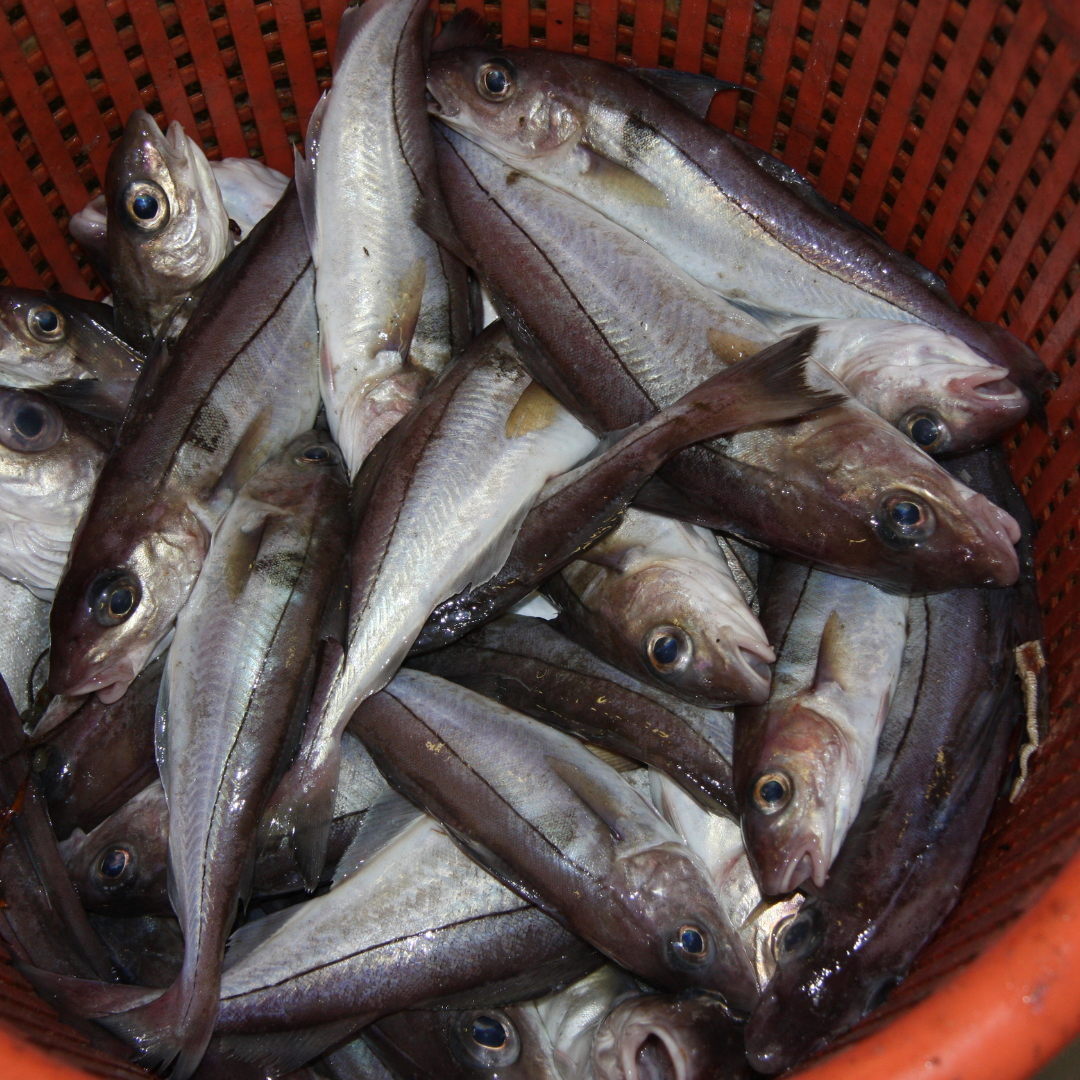 haddock sustainability