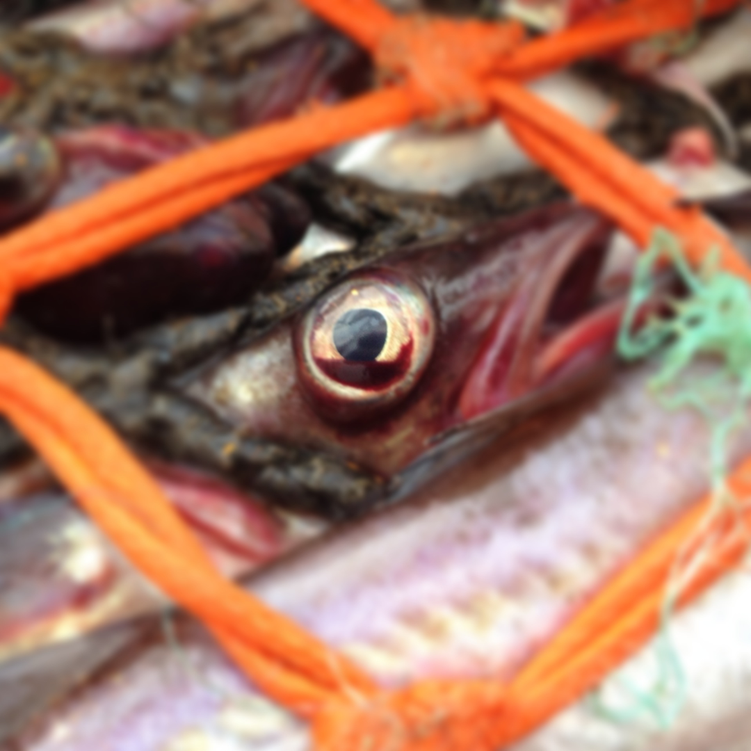 alaska pollock sustainability