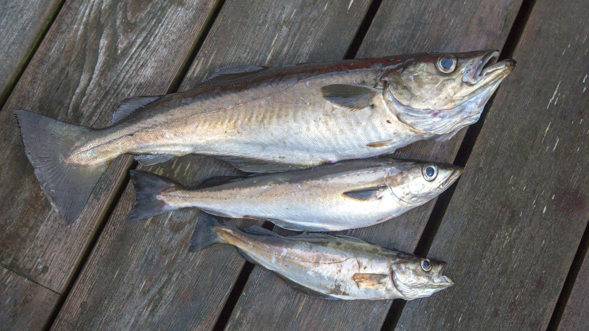 atlantic pollock