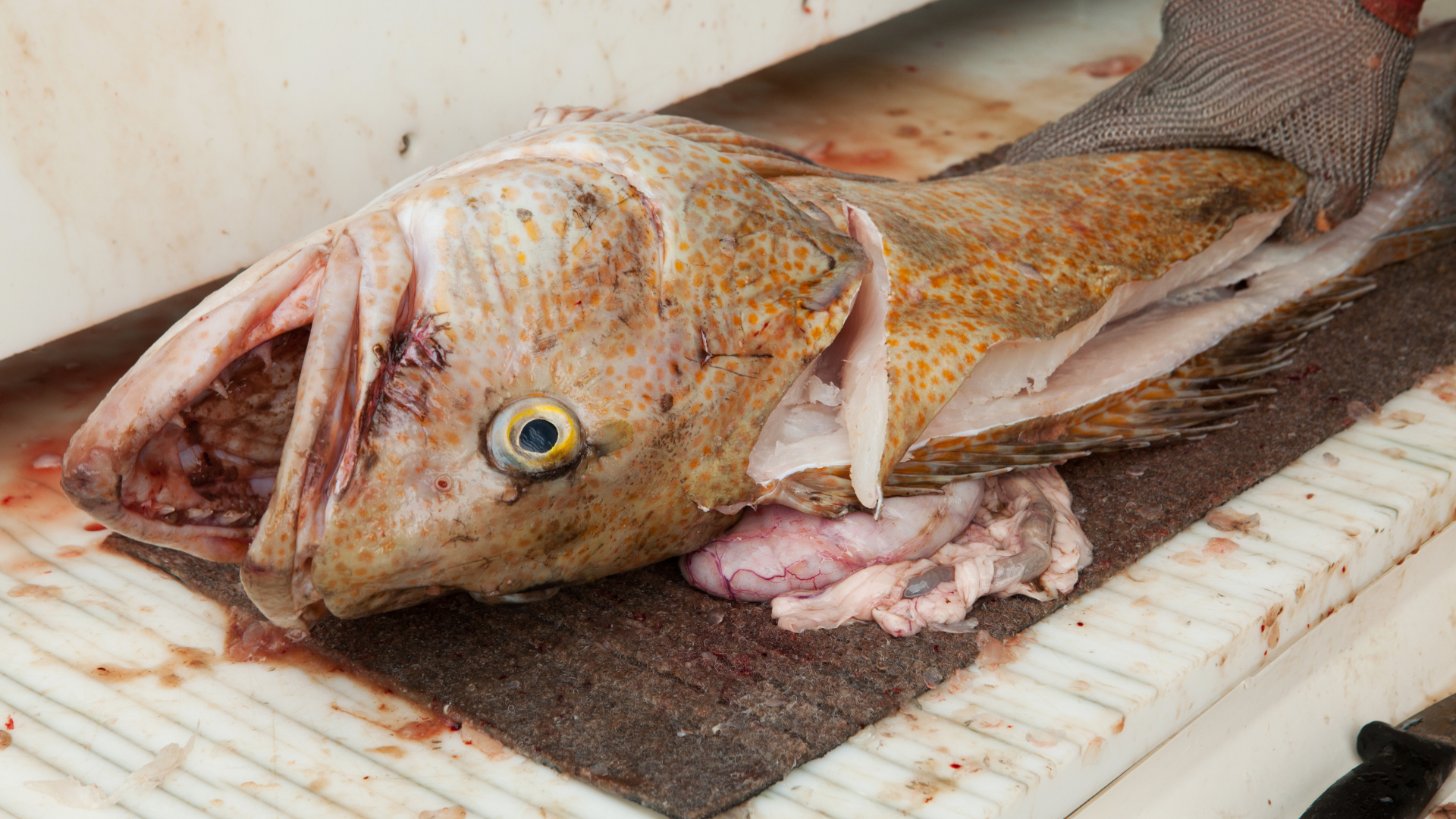 ling cod