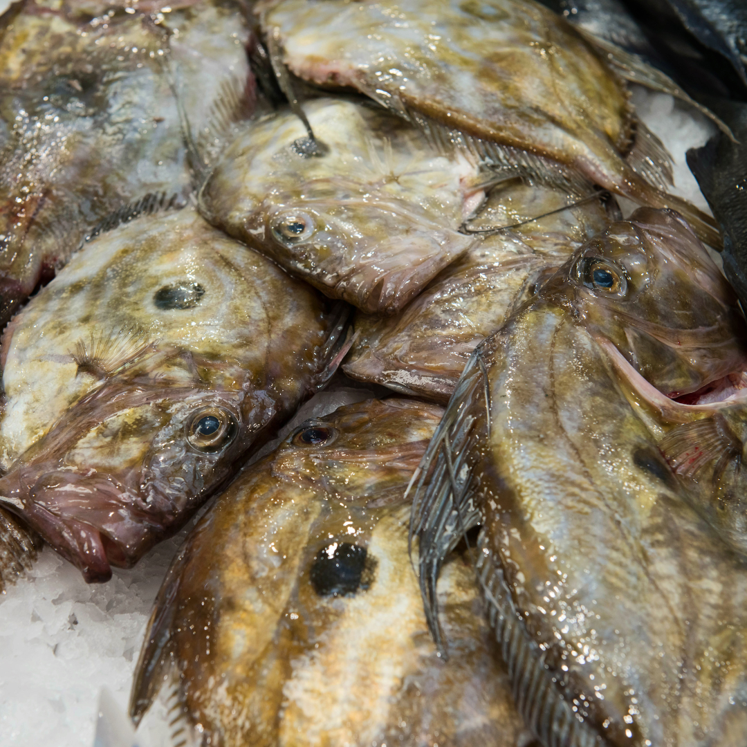 silver john dory