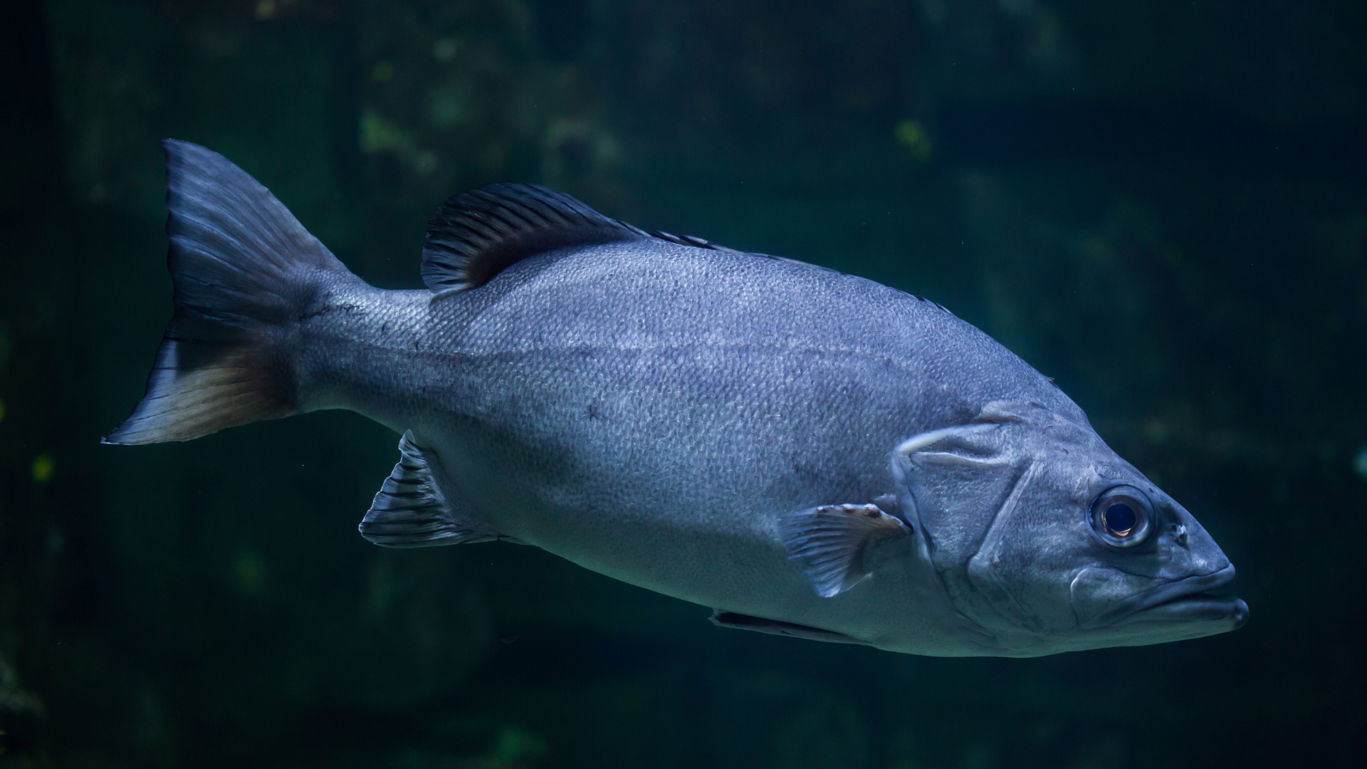 wreckfish