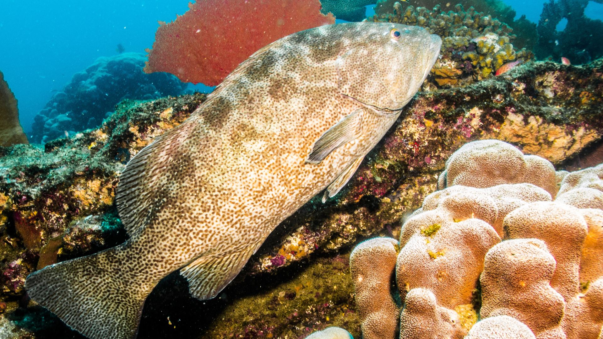 leopard grouper
