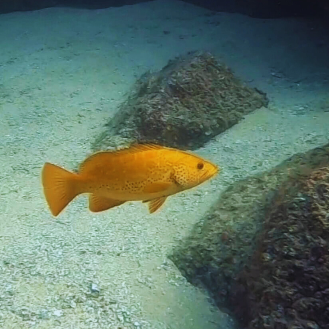 rare golden leopard grouper