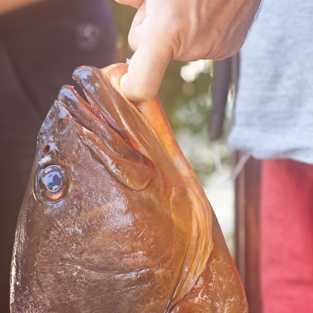 large grouper