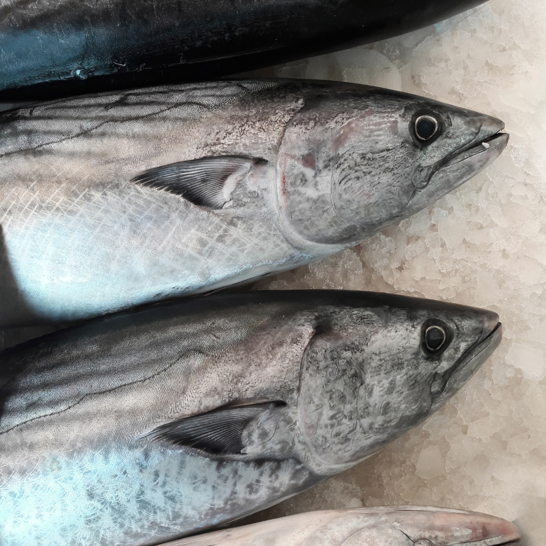 yellowtail