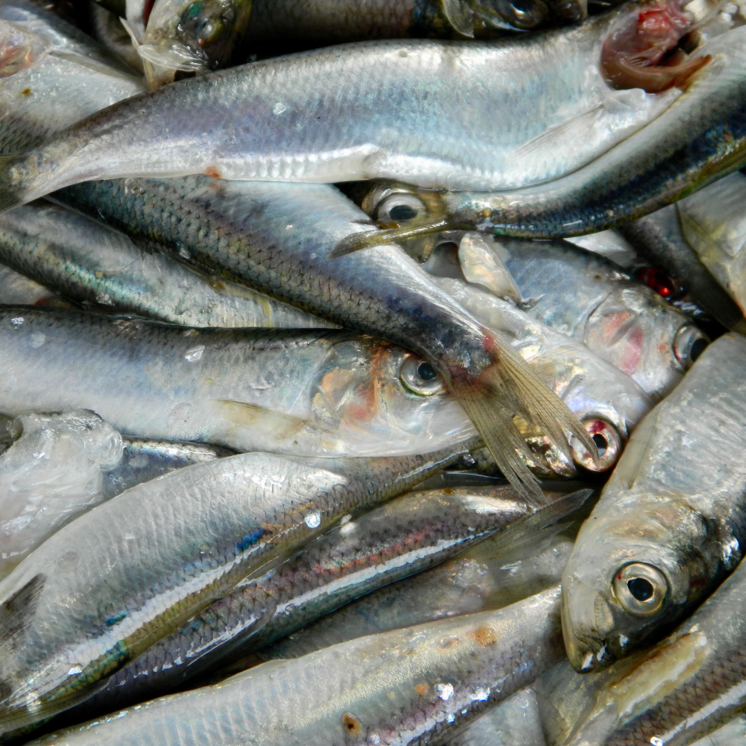 herring