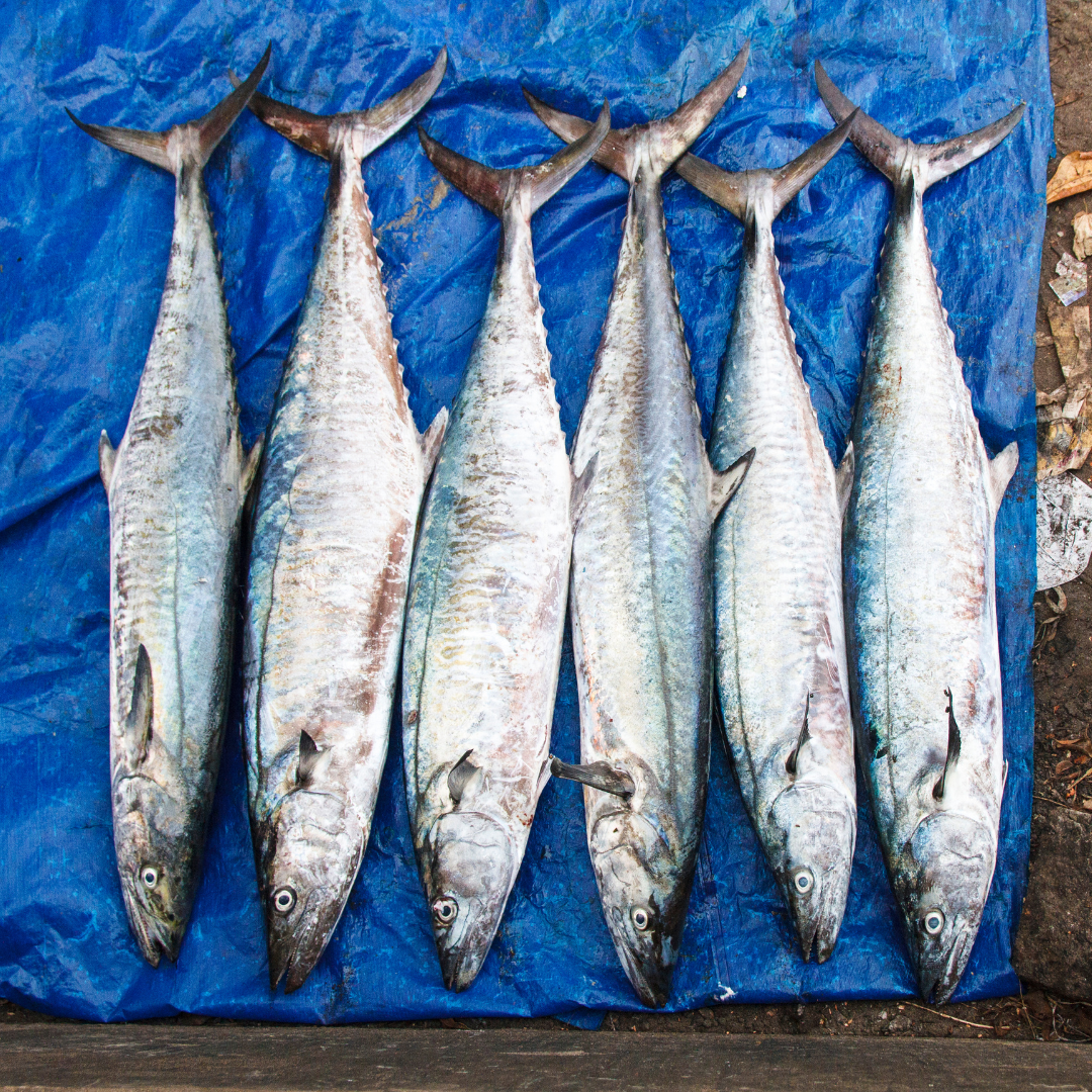 mackerel