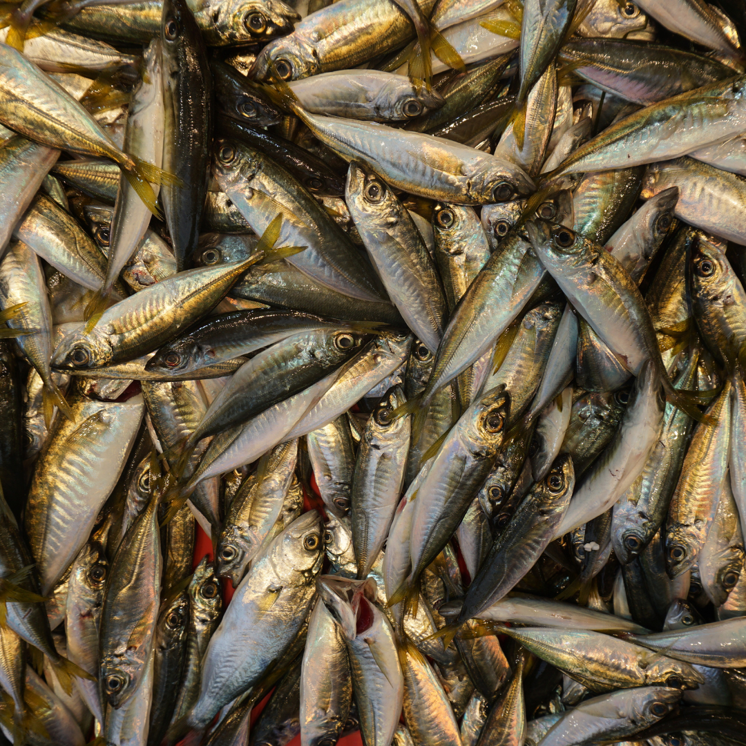 mackerel