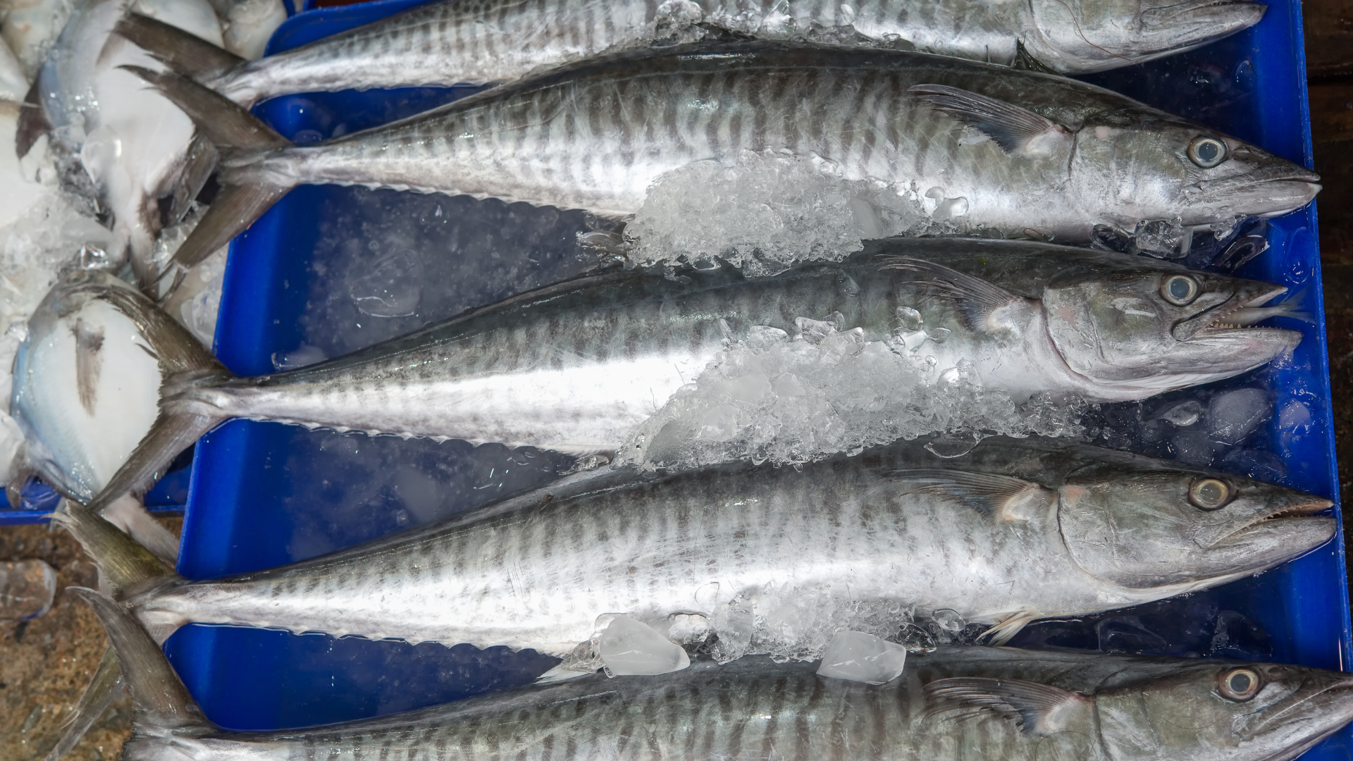 king mackerel