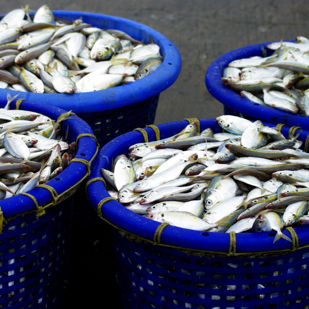 sierra mackerel