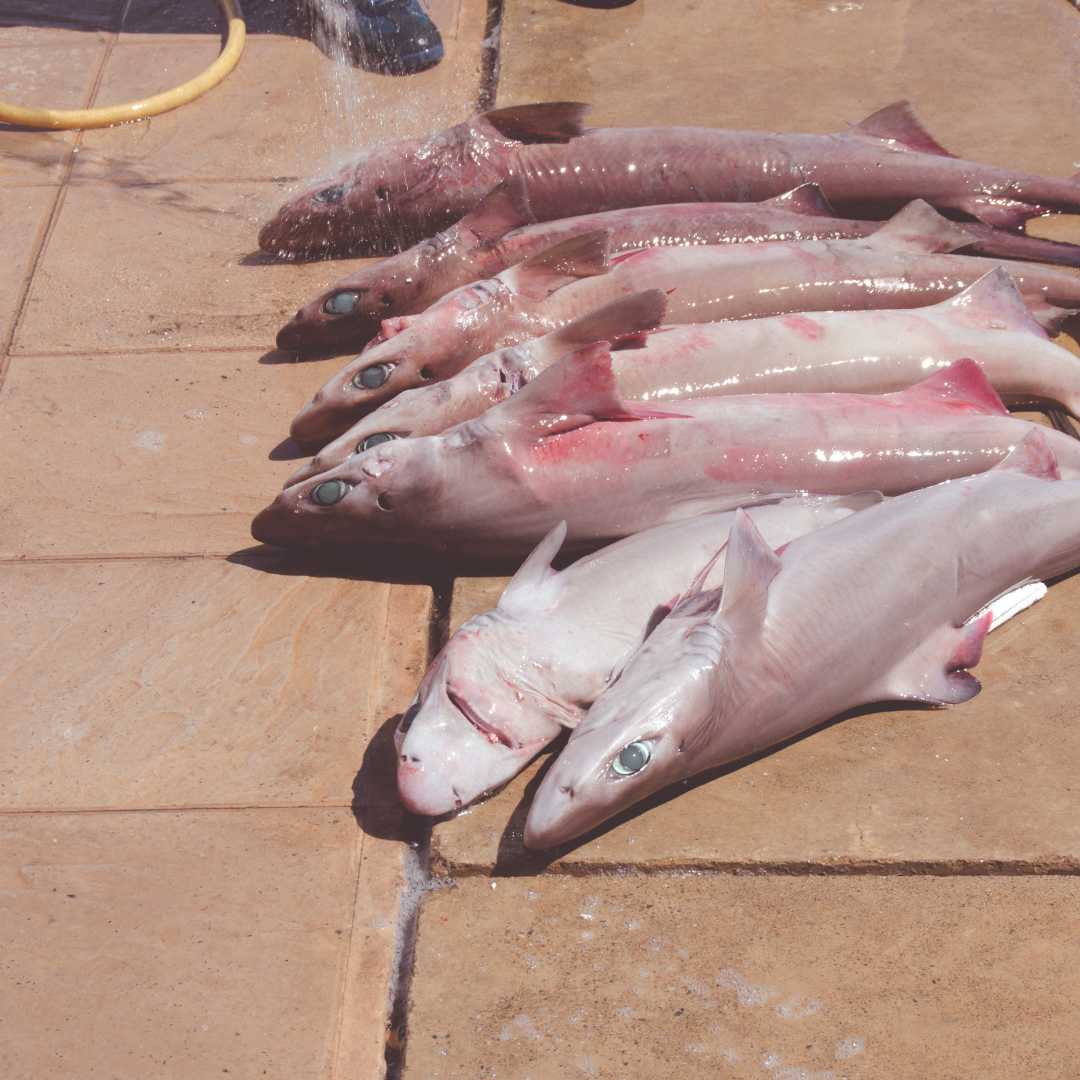 dogfish