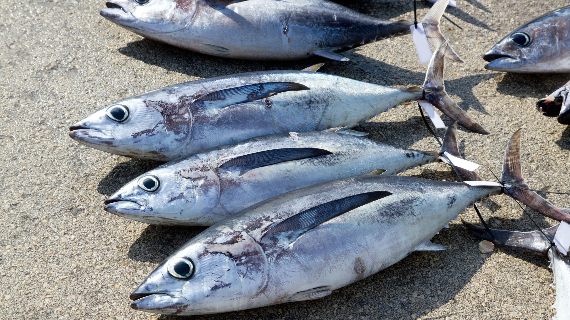 albacore