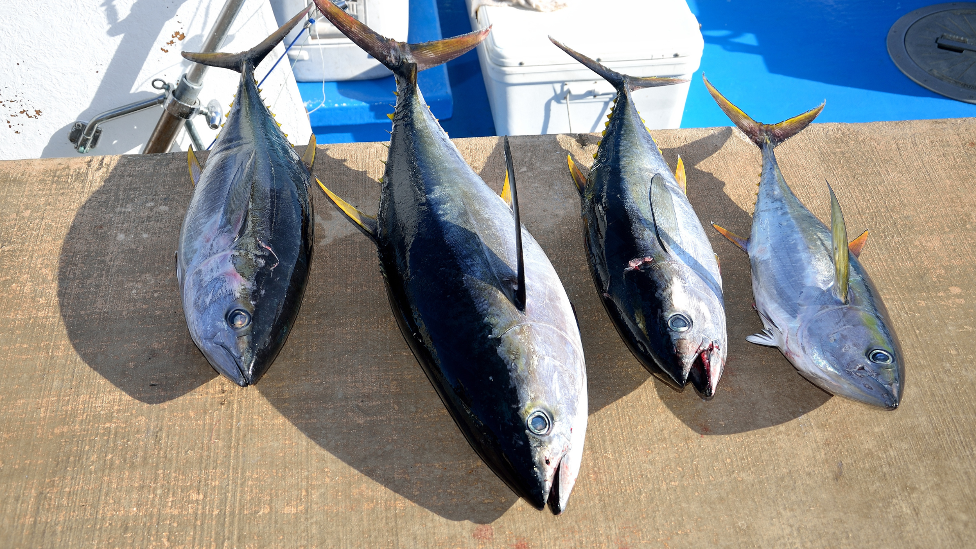 bigeye tuna