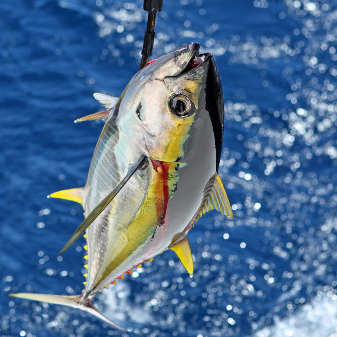 yellowfin tuna