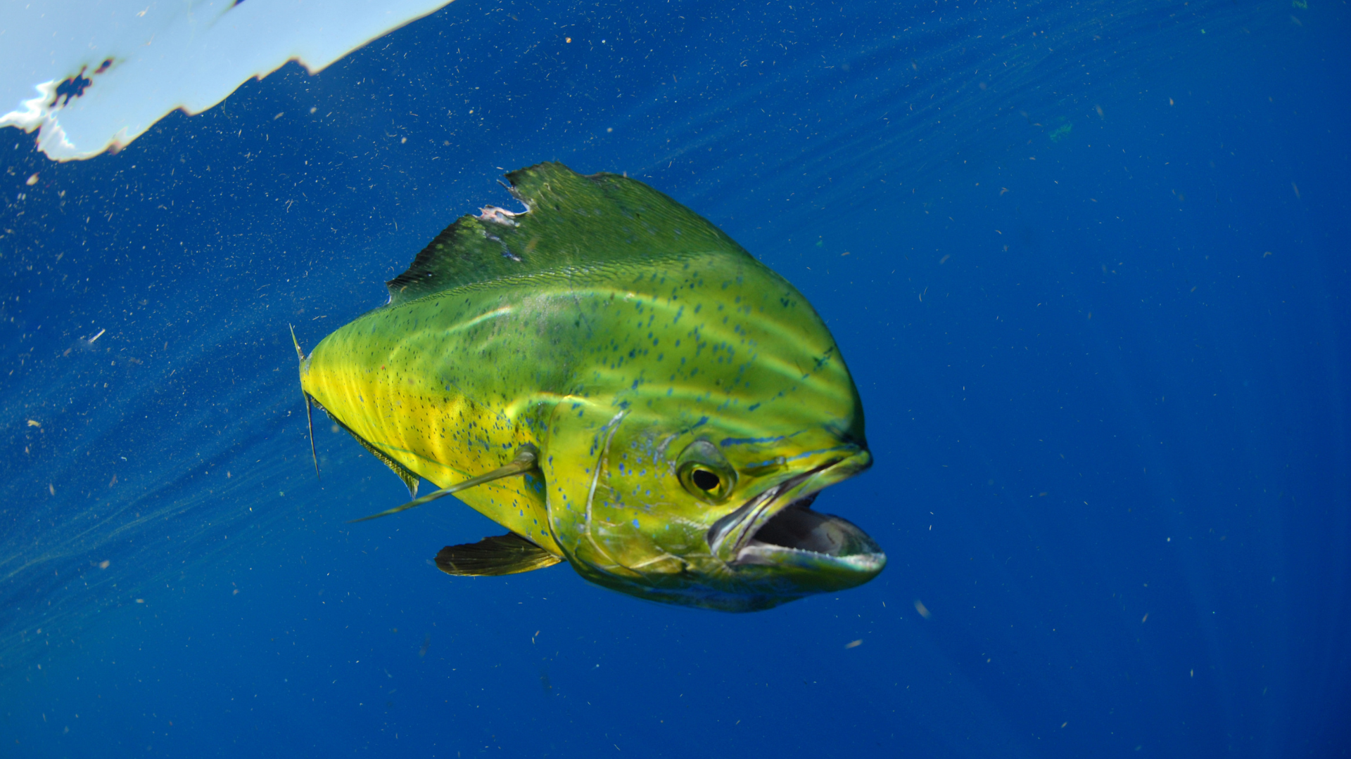 mahi mahi