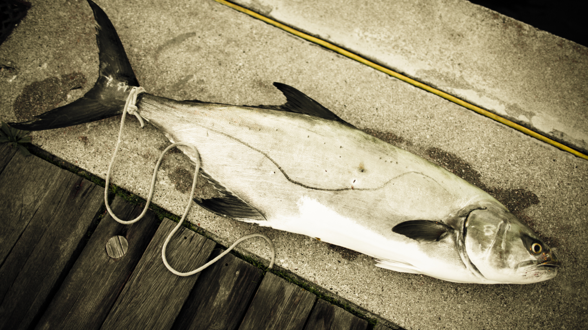 yellowtail jack