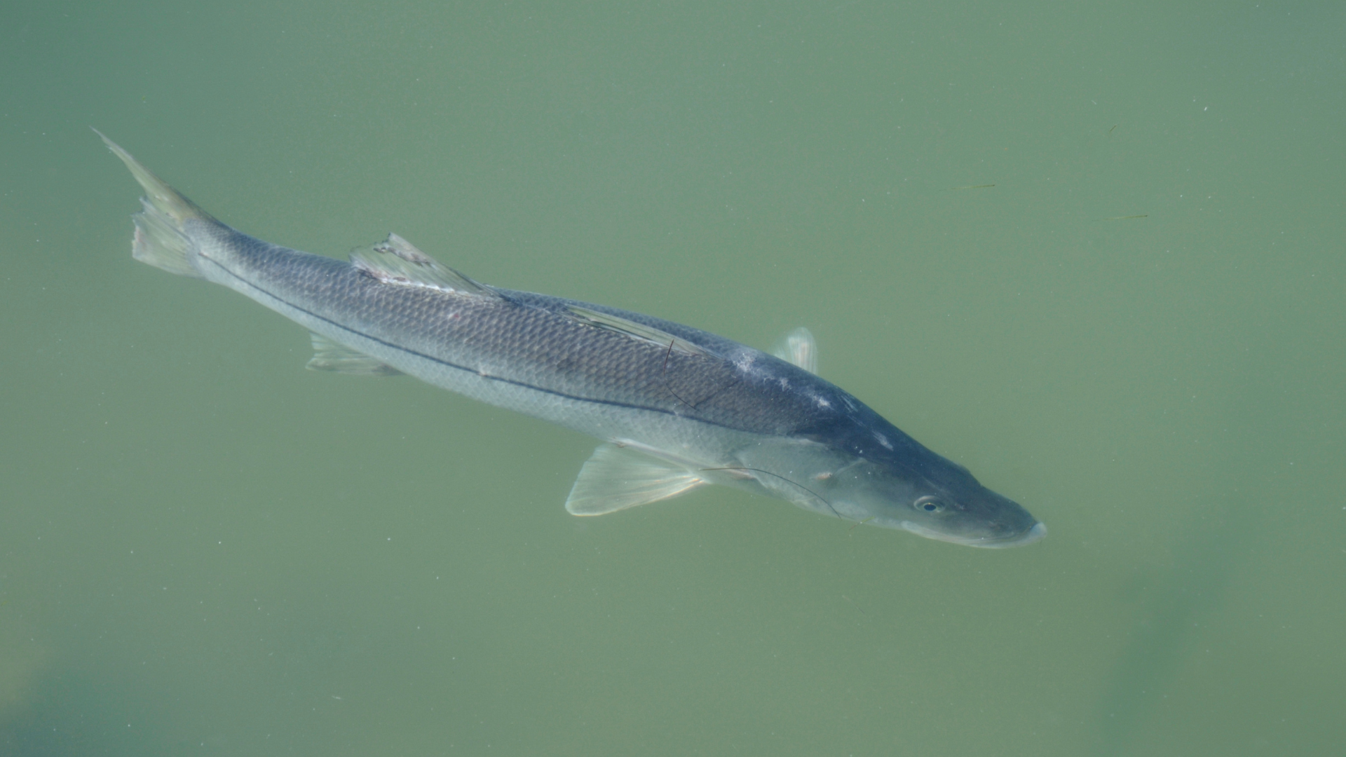 snook