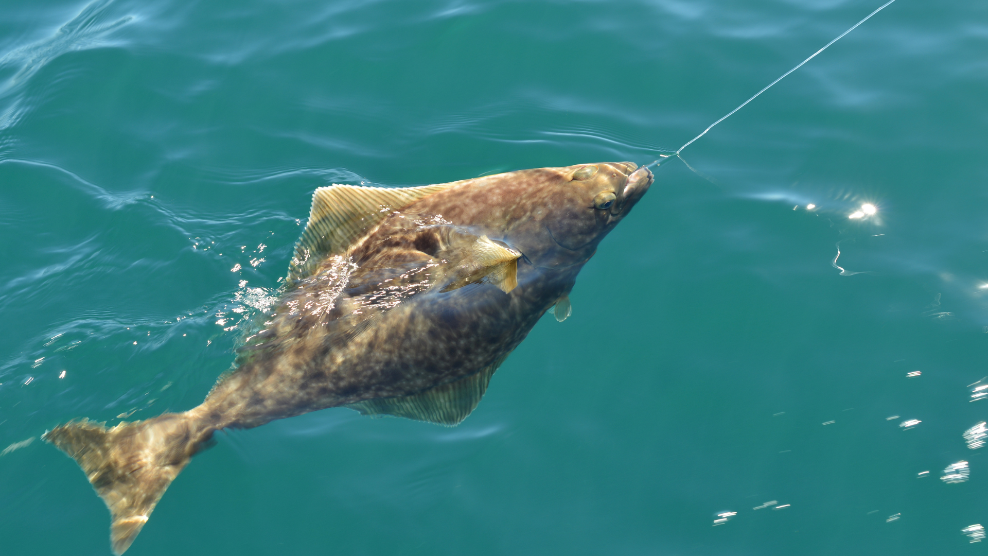 fishing halibut
