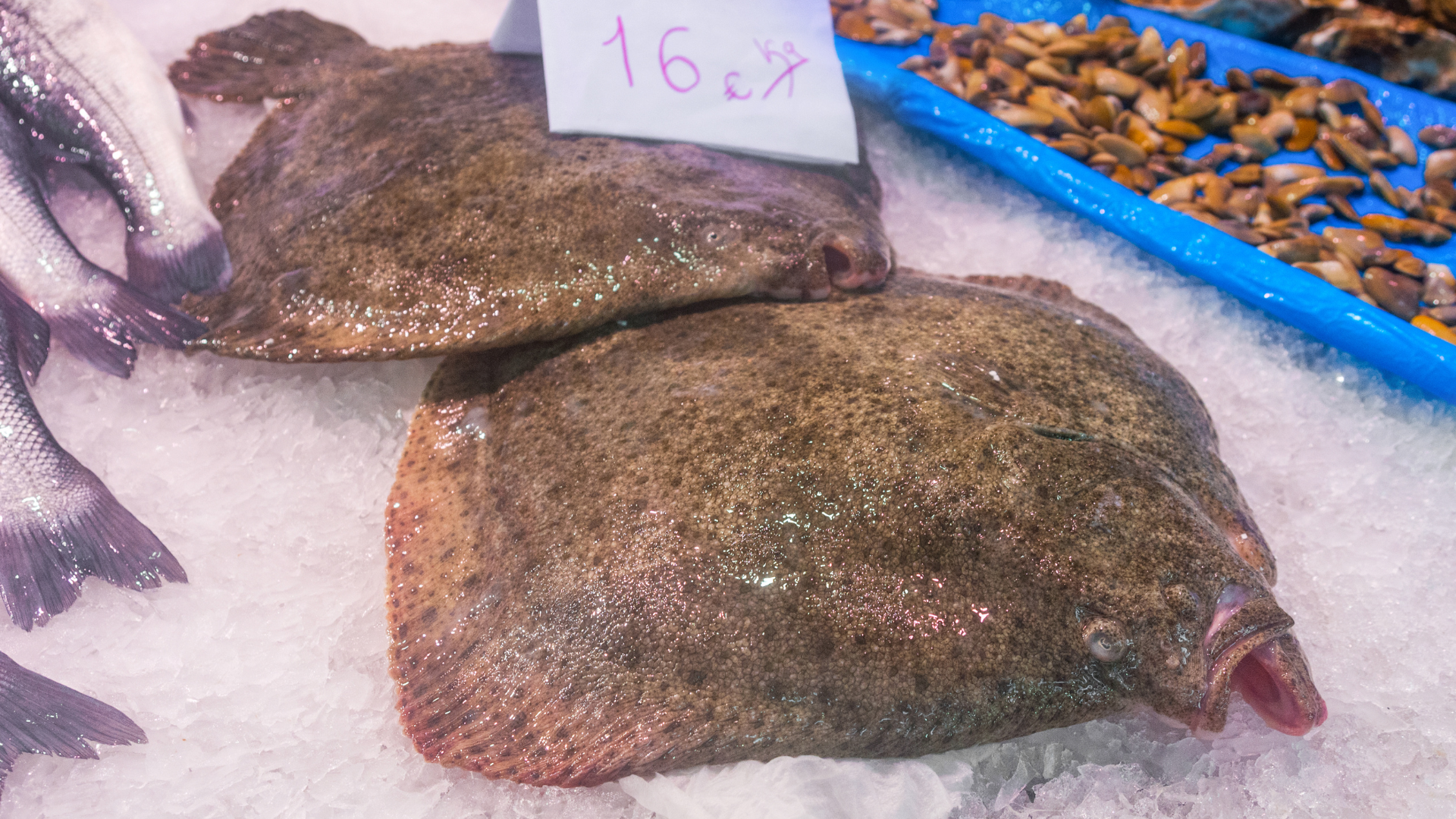 halibut
