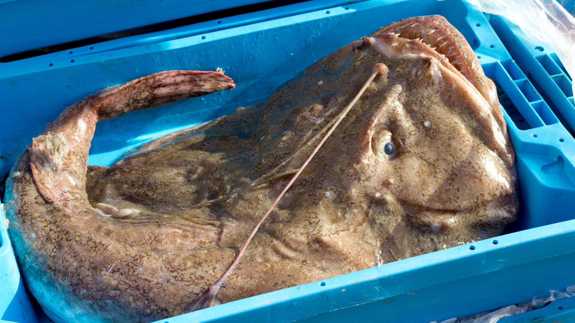 monkfish