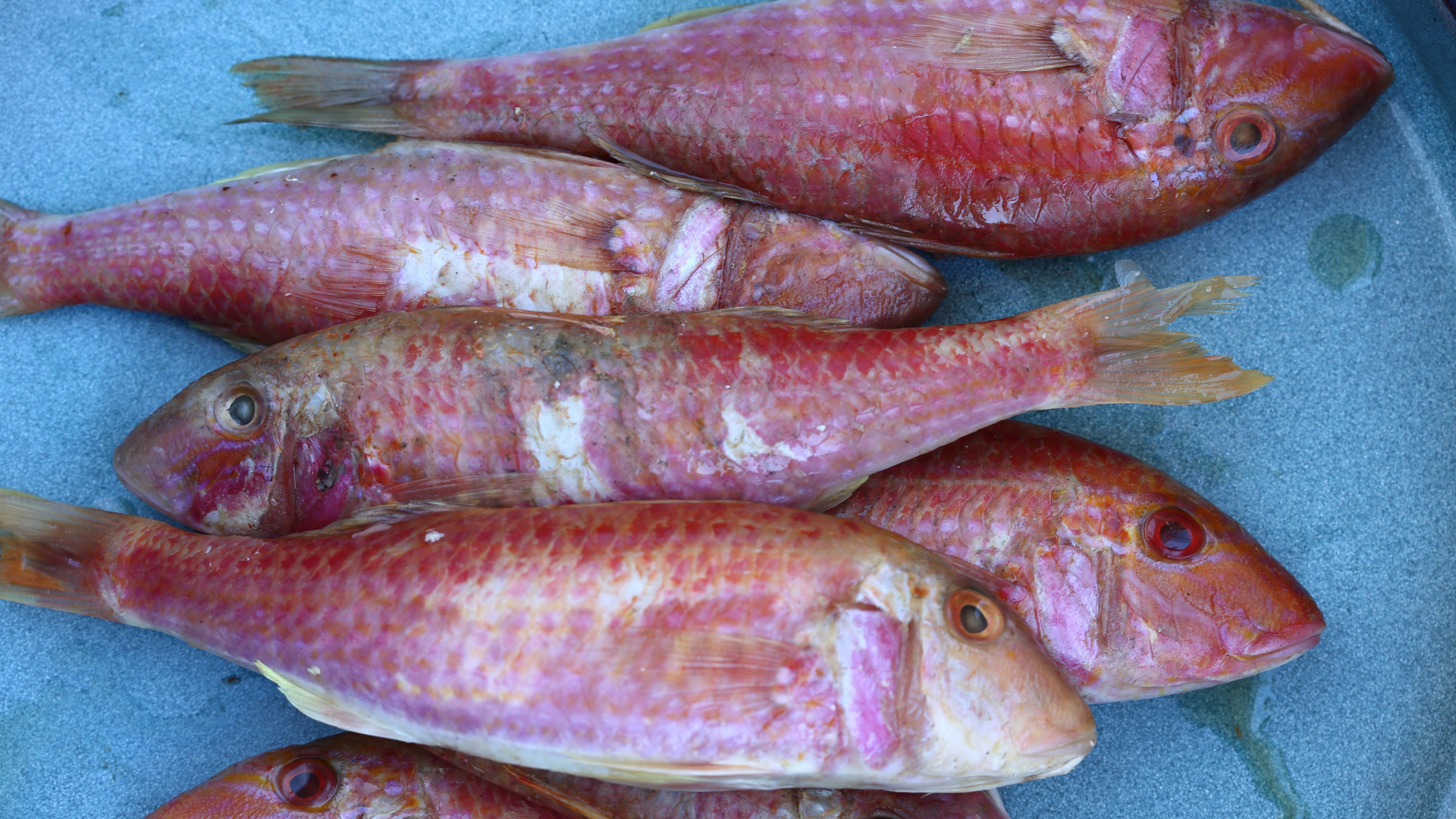 red mullets