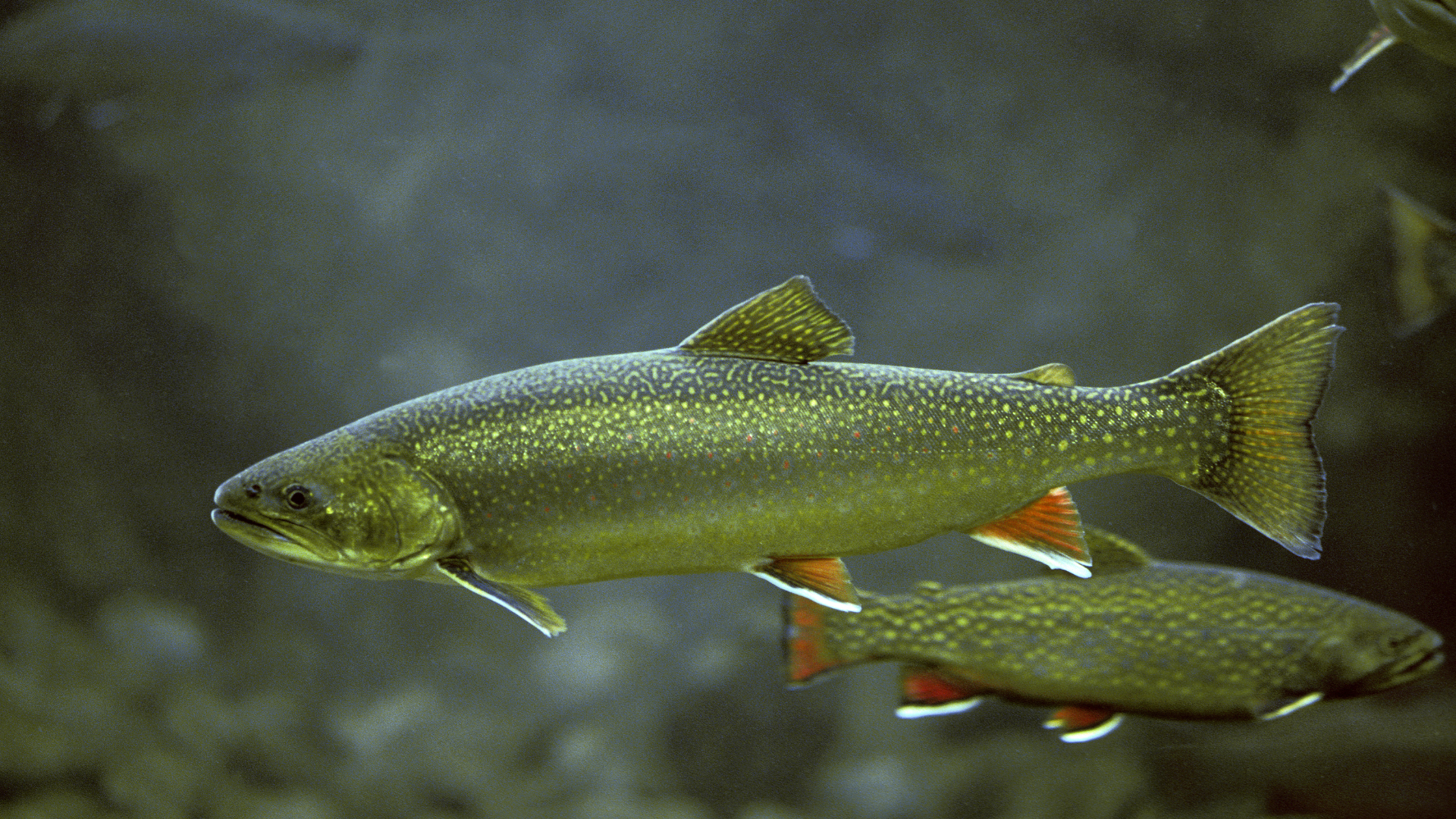 artic char