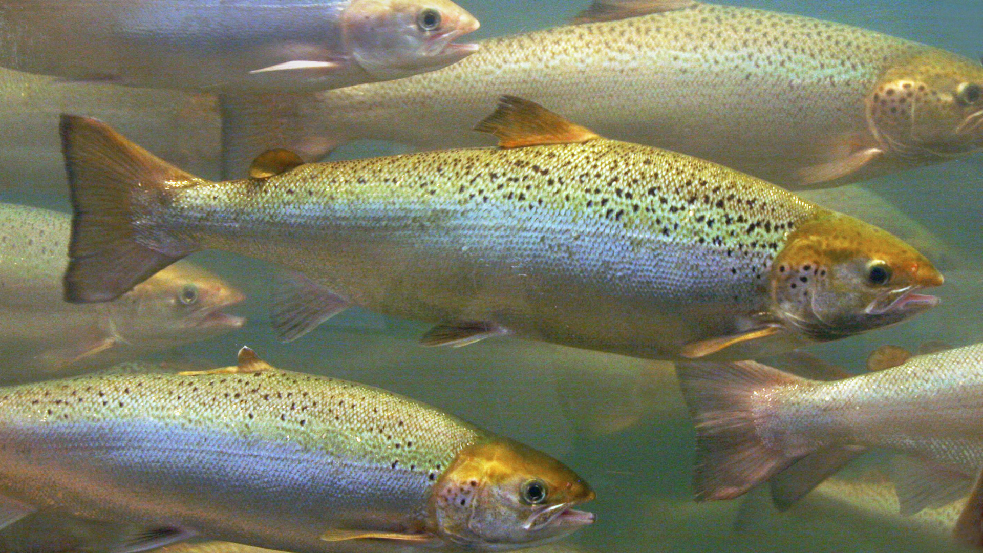 farmed salmon