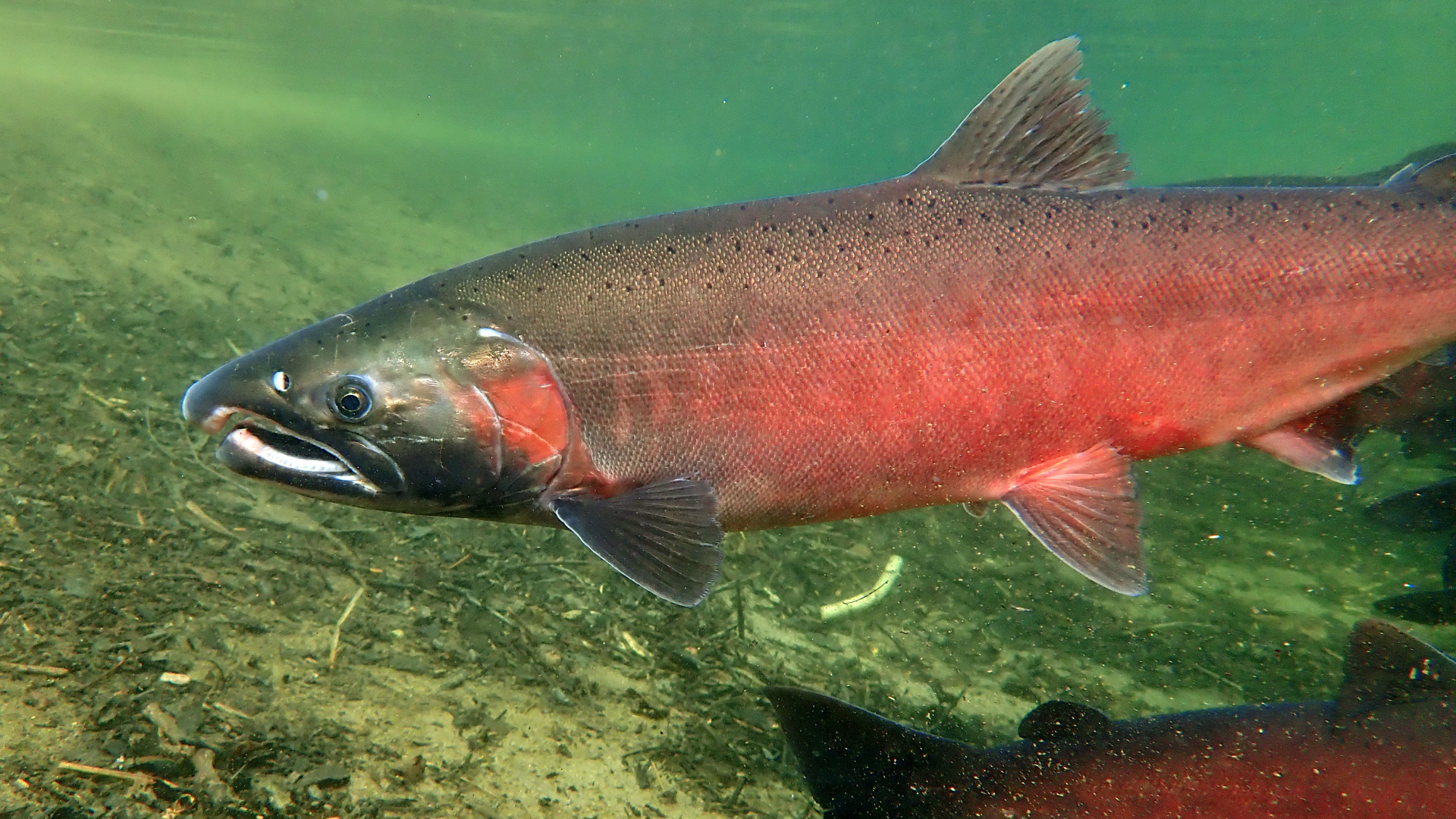 coho salmon
