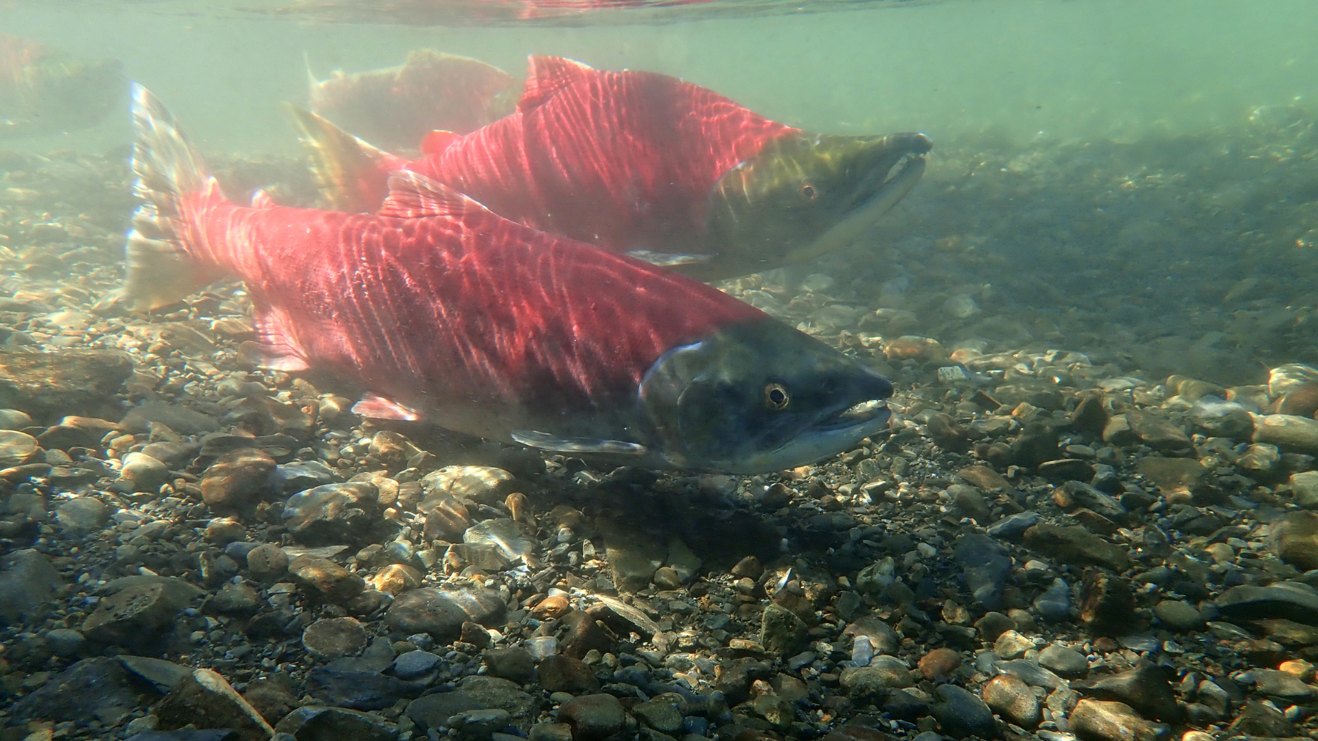 sockeye salmon
