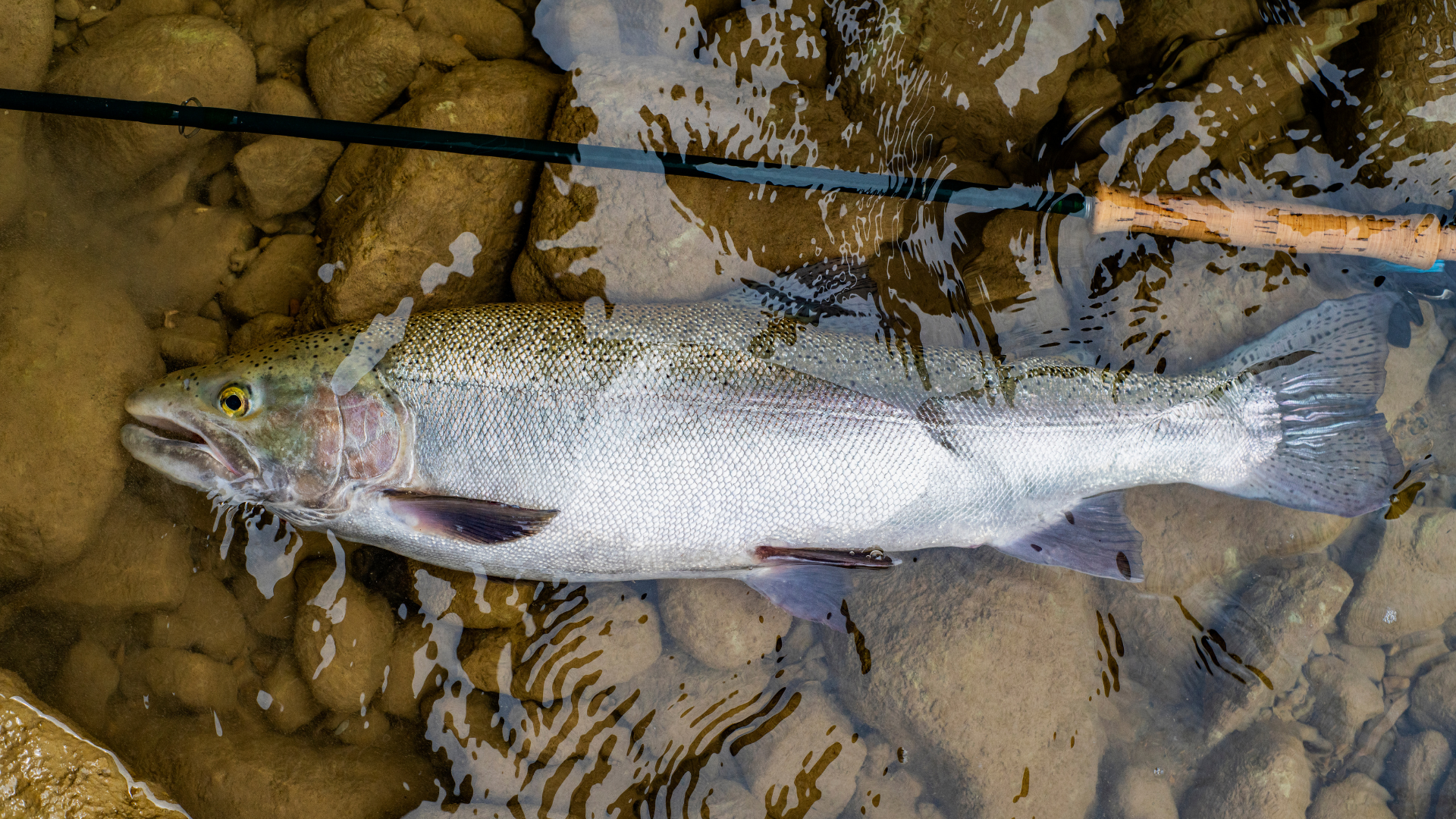 trout