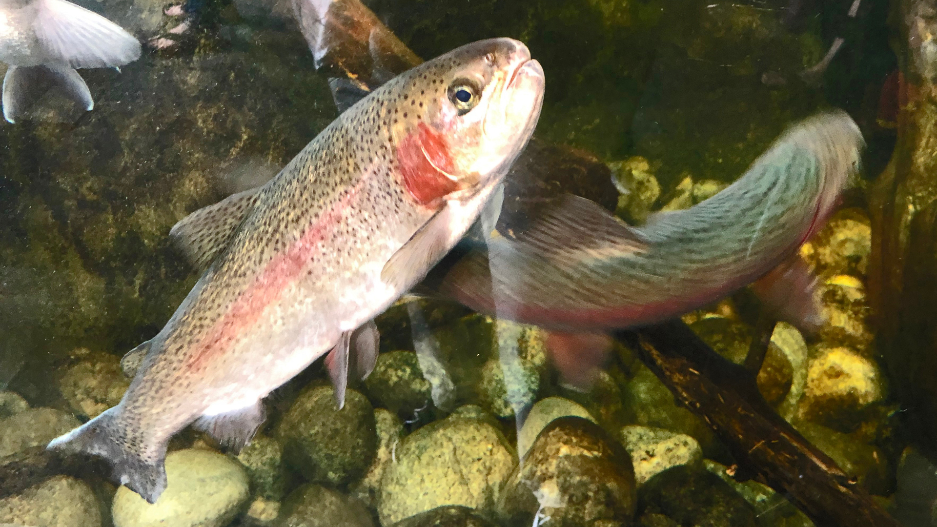 rainbow trout