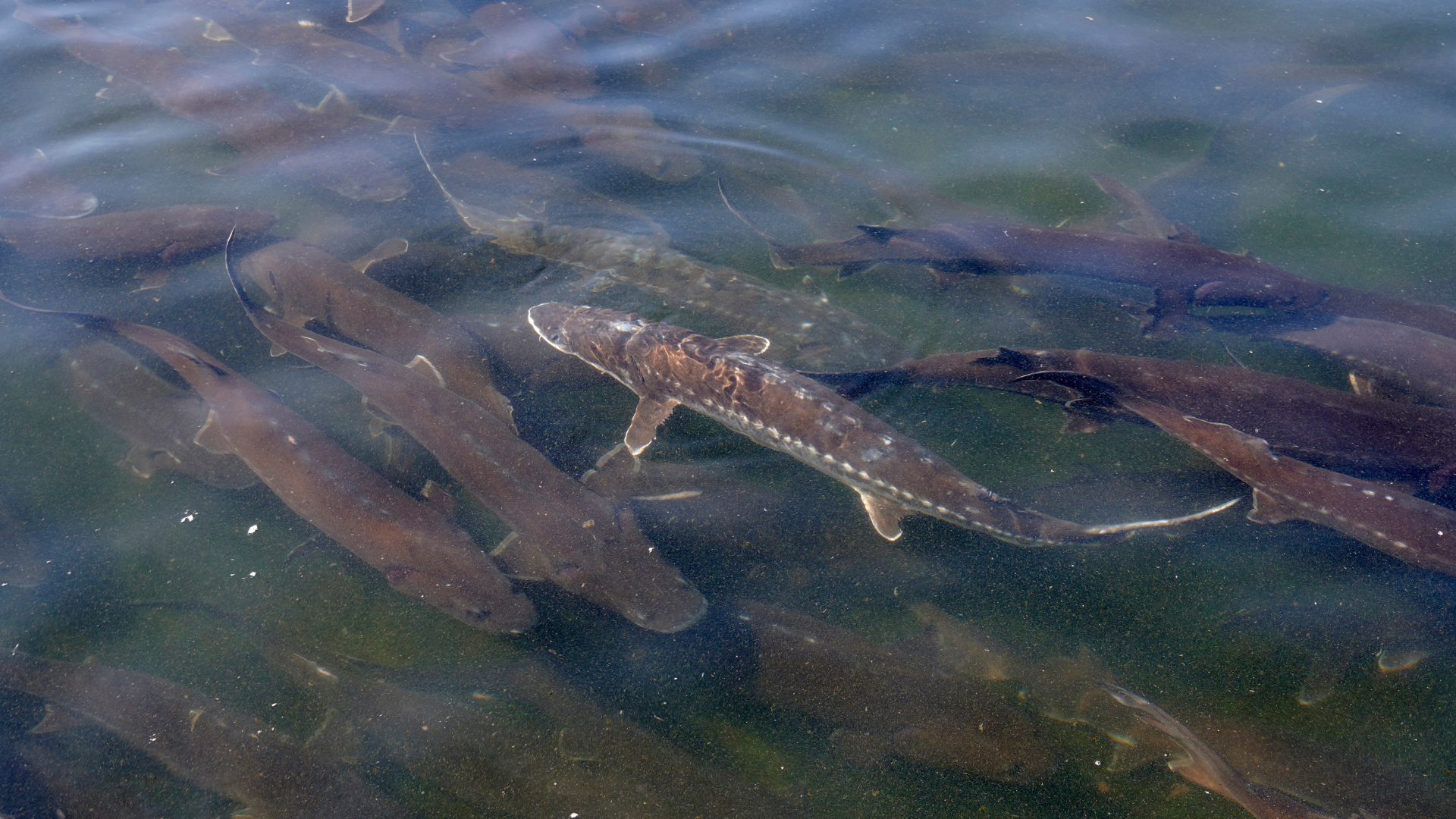 white sturgeon